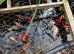 Mixed selection of fish