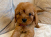 F1 Cavapoo Puppies for sale