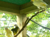 Aviary Birds Wanted