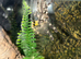 Indian ornamental - well grown on- stunning spider