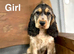 1 stunning sable cocker spaniel girl available now kg registered