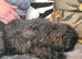 Shih Tzu boy, ready to leave now