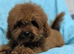Adorable Asian red toy poodles