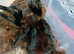Tliltocatl vagans (Campeche), Mexican redrump. 3 1/2" inches #02
