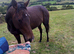 Kindest Natured 16.1/2 TB 4 Year Old Bay Filly