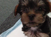 Puppy for sale