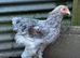 Brahma chicks