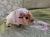 Funky cali baby boy guinea pig