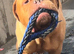 Beautiful dogue de Bordeaux’s puppy’s