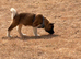 KC American Akita