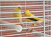 Canaries