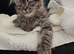 Scottish straight longhair x BSH
