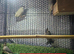 Variety of beautiful birds for sale with cages and equipment