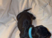Miniature dachshunds