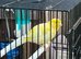 Canary and budgies