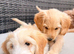 Beautiful cockapoo brother and sister available