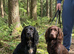 Kc chocolate and tan cocker spaniel stud