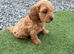 Gorgeous red cockapoo puppy’s