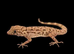 Cyrtopodion scabrum, rough-tailed gecko