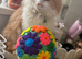 Beautiful cream ragdoll male