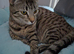 Beautiful Tabby Girl