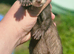 part angora ferret kits