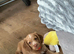 Cocker spaniel