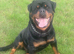 Rottweiler Male Dog