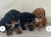 Cavapoo (Girls)