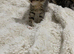 Ready to leave now!! 5 beautiful!! British Shorhair x kittens