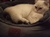 GCCF British Shorthair Chocolate Golden ColourPoint