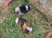 Baby guinea-pigs ready now