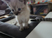 Kittens ready now