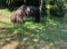 Registered Shetland stallion