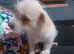 Jack Russel puppies for sale