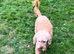 Private Rehoming-Beloved Family Pet Due To Bereavement