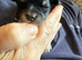 Last 4 boys left born 10th June REDUCED