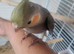 Hand reared super tame baby cockatiels