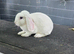 Mini plush lop