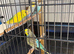 Budgies