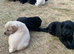 KC working Labrador Retriever Puppies