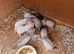 2 Jill's and 4 Hobs ferrets for sale