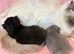 Roagdoll cross maincoon kittens