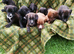 Spaniel puppies