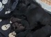 Flat coated retriever puppies