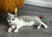Ready Now - Tica registered British Shorthair Kittens