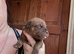 Dogue de Bordeaux x Cane corso puppies last three left