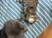 Russian blue mix kittens