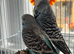 English budgies