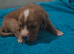 Cocker Spaniel Puppies